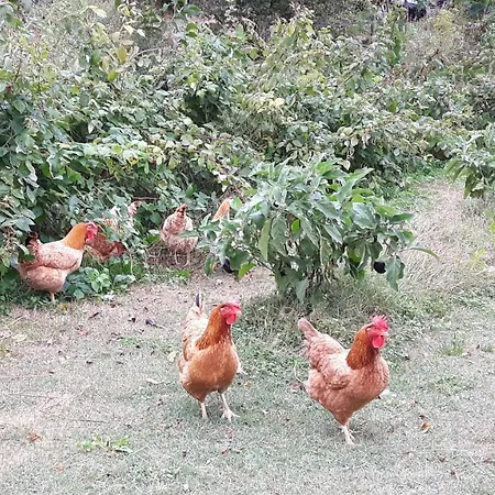 La Magnanerie Nyaraló